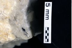 Foto (Detailansicht) von Decapoda indet. (NHMW-GEO-1990-0041-0217)